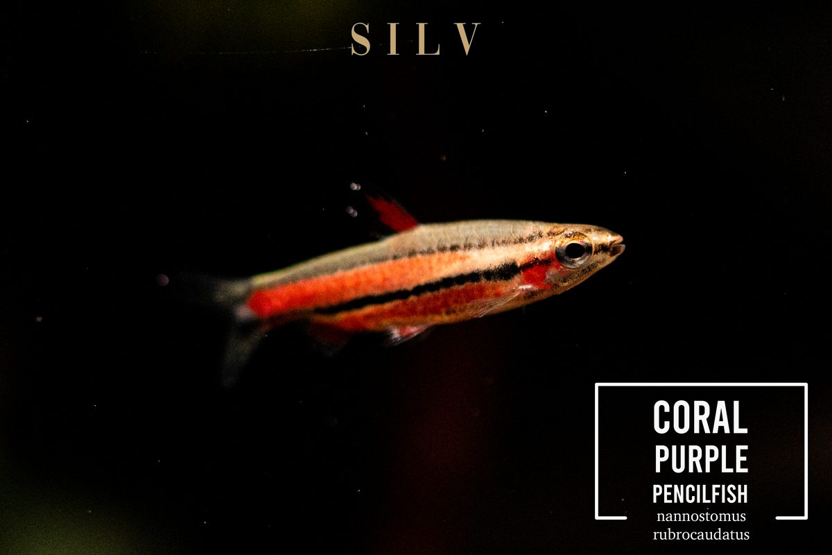 Coral purple pencilfish, Nannostomus rubrocaudatus