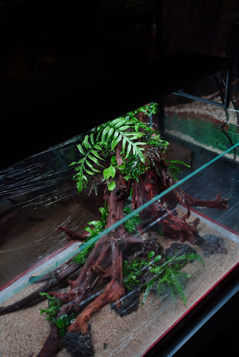 Paludarium with roots and ferns