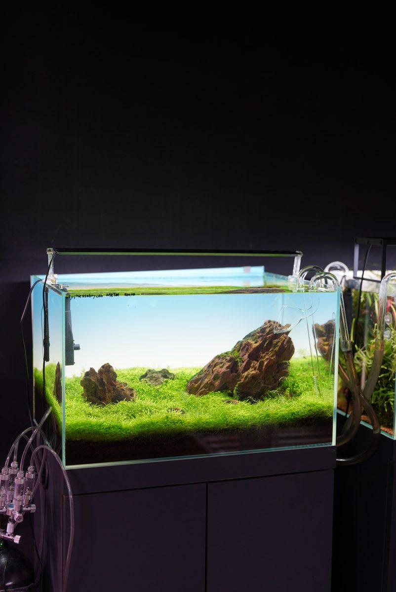 Compact stone aquascape in a rimless tank